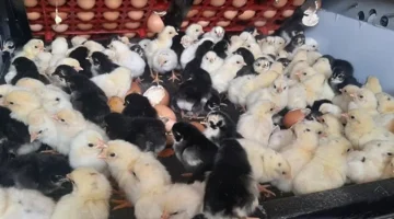 أسعار الكتاكيت والبط صغير العمر في بورصة الدواجن اليوم الخميس وتحديثات السوق الصحية 1